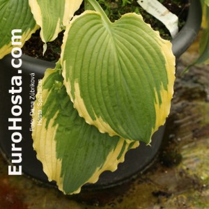 Hosta Spartacus - Eurohosta