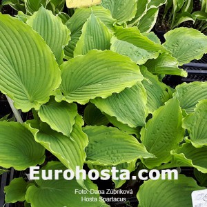 Hosta Spartacus - Eurohosta