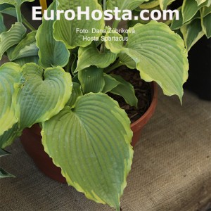 Hosta Spartacus - Eurohosta