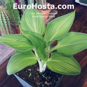 Hosta Special Blend