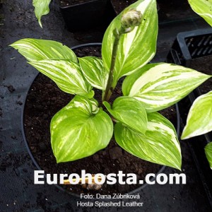 Hosta Splashed Leather