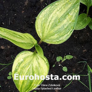 Hosta Splashed Leather