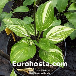 Hosta Splashed Leather