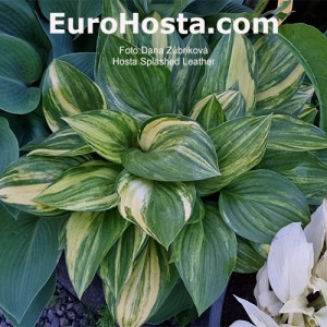 Hosta Splashed Leather