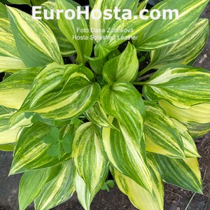 Hosta Splashed Leather