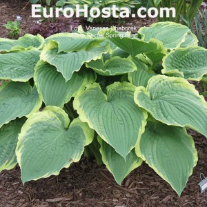 Hosta Spring Fling - Eurohosta