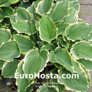 Hosta Spring Fling - Eurohosta