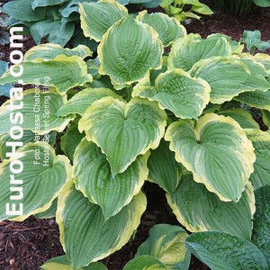 Hosta Spring Fling - Eurohosta