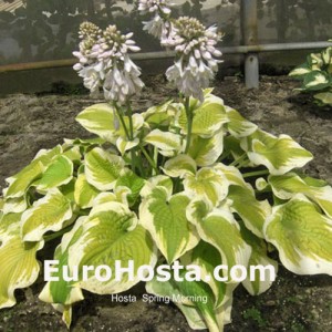 Hosta Spring Morning - Eurohosta