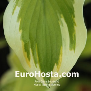 Hosta Spring Morning - Eurohosta