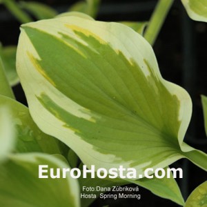 Hosta Spring Morning - Eurohosta