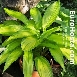 Hosta Spritzer