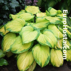 Hosta Stained Glass - Eurohosta