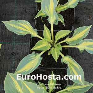 Hosta Stand by Me - Eurohosta