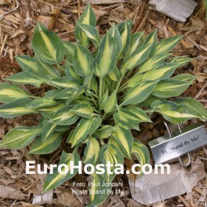 Hosta Stand by Me - Eurohosta