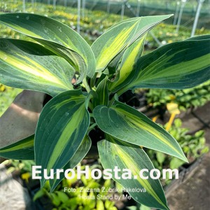 Hosta Stand by Me - Eurohosta