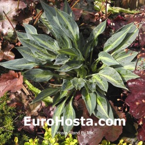 Hosta Stand by Me - Eurohosta