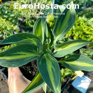 Hosta Stand by Me - Eurohosta