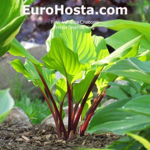 Hosta Stephen King