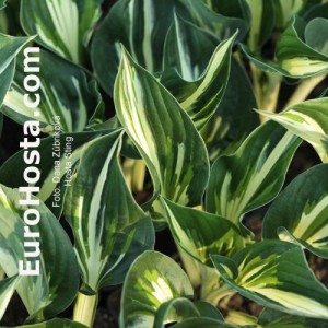 Hosta Sting