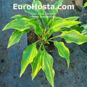 Hosta bohyška Streaked Piet Funkie | EUROHOSTA