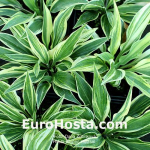 Hosta Striped Weasel - Eurohosta