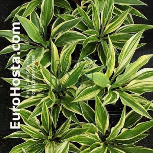 Hosta Striped Weasel - Eurohosta