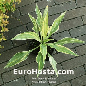 Hosta Striped Weasel - Eurohosta