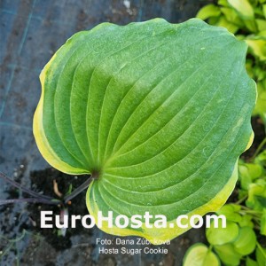 Hosta Sugar cookie