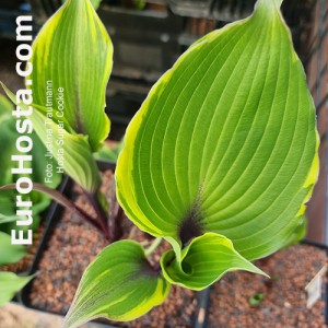 Hosta Sugar cookie