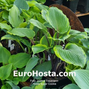 Hosta Sugar cookie