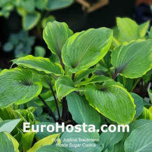 Hosta Sugar cookie