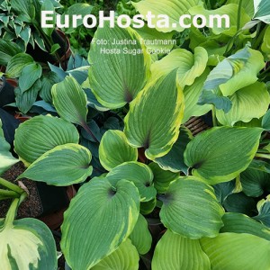 Hosta Sugar cookie