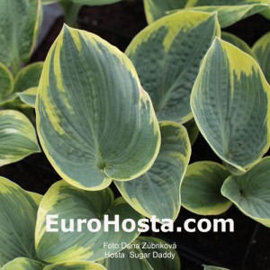 Hosta Sugar Daddy - Eurohosta