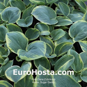 Hosta Sugar Daddy - Eurohosta