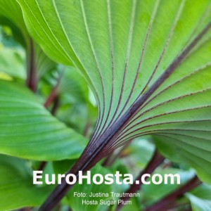 Hosta Sugar Plum