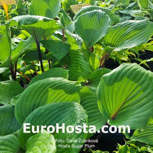 Hosta Sugar Plum