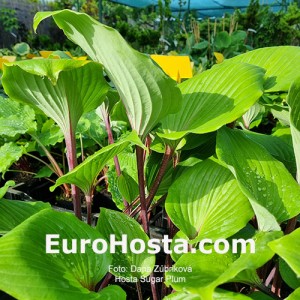 Hosta Sugar Plum