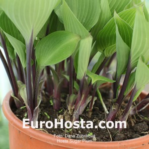 Hosta Sugar Plum