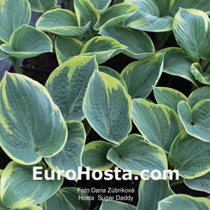 Hosta Sugar Daddy - Eurohosta