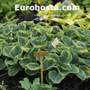 Hosta Sugar Daddy