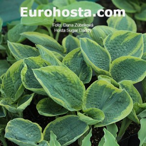 Hosta Sugar Daddy