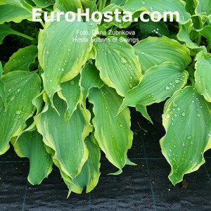 Hosta Sultans of Swing