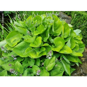 Hosta Sum and Substance - Eurohosta