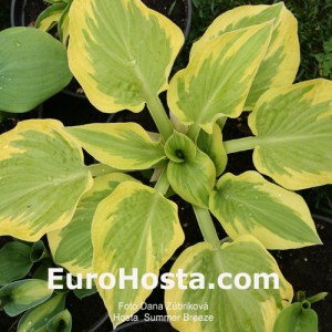 Hosta Summer Breeze - Eurohosta