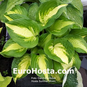 Hosta Summer Music - Eurohosta