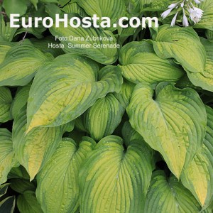 Hosta Summer Serenade - Eurohosta