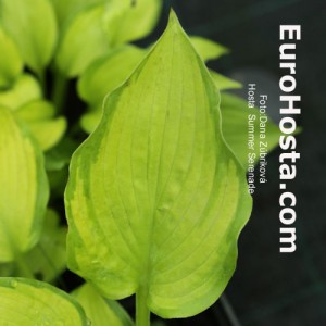 Hosta Summer Serenade - Eurohosta