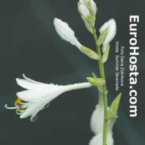 Hosta Summer Serenade - Eurohosta