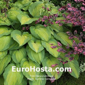 Hosta Summer Serenade - Eurohosta